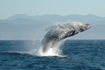 பாலியில் இறந்த நிலையில் மீட்கப்பட்ட திமிங்கலம்