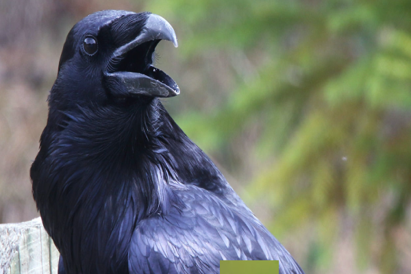 வெளிநாட்டு காகங்கள் பேசுமா? பின்னணி காரணம் இதோ | Crow Vs Raven The Differences Full Details