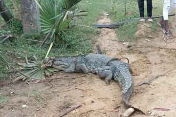 அழையா விருந்தாளியால் அச்சத்தில் முதூர் மக்கள்