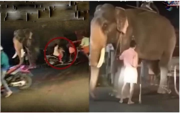 பாகனை தூக்கி வீசிய பெண்! கோபத்தில் யானை செய்த காரியம்... பதபதைக்கும் காட்சி