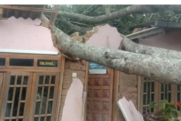 வீட்டின் மீது மரமொன்று சரிந்து விழுந்ததில் பெண் ஒருவர் காயம்