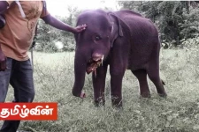 வாய்வெடி உட்கொண்டதில் யானைக்குட்டி படுகாயம்
