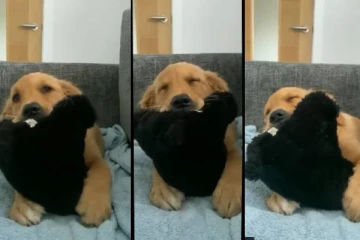 விளையாடிய படி மட்டையாகி விழுந்த நாய்குட்டி! நெட்டிசன்களுக்கு நகைப்பூட்டும் காட்சி