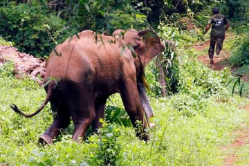 அம்பாறையில் காட்டுயானை தாக்கி பெண் உட்பட இருவர் உயிரிழப்பு
