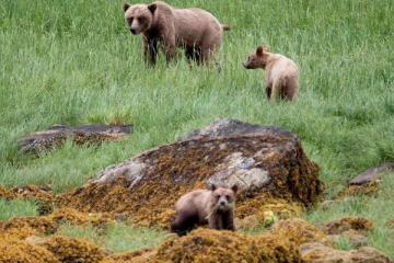 கனடாவில் பெண்ணை தாக்கிய கரடி சிக்கியது... கருணைக்கொலை செய்ய முடிவு