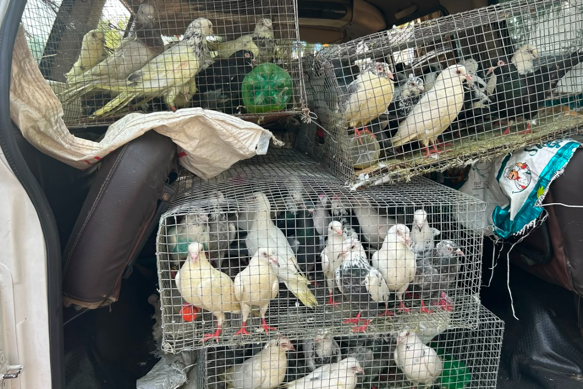 இலங்கைக்கு கடத்துவதற்காக கொண்டுவரப்பட்ட 120 பந்தய புறாக்கள்! பாம்பன் அருகே பறிமுதல் | 120 Racing Pigeons To Be Smuggled To Sri Lanka இலங்கைக்கு கடத்துவதற்காக கொண்டுவரப்பட்ட 120 பந்தய புறாக்கள்! பாம்பன் அருகே பறிமுதல் | 120 Racing Pigeons To Be Smuggled To Sri Lanka
