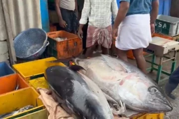 பாம்பன் கடற்தொழிலாளர் வலையில் சிக்கிய 350 கிலோகிராம் எடை கொண்ட மூன்று மஞ்சள் வால் கேரை மீன்கள்