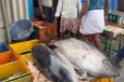 பாம்பன் கடற்தொழிலாளர் வலையில் சிக்கிய 350 கிலோகிராம் எடை கொண்ட மூன்று மஞ்சள் வால் கேரை மீன்கள்