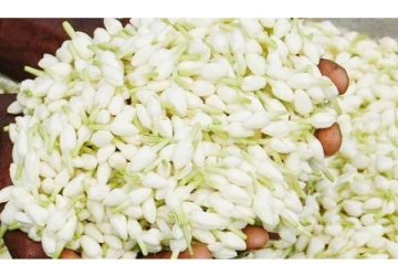 தீபாவளி பண்டிகையால் விலை அதிகரித்த மதுரை மல்லி - கிலோ ரூ.2000க்கு விற்பனை