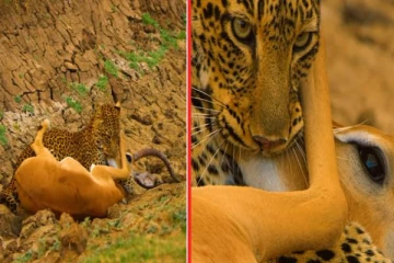 சிறுத்தையின் கொடூர பிடியில் சிக்கிய மான்... இறுதியில் நிகழ்ந்த அதிசயம்!