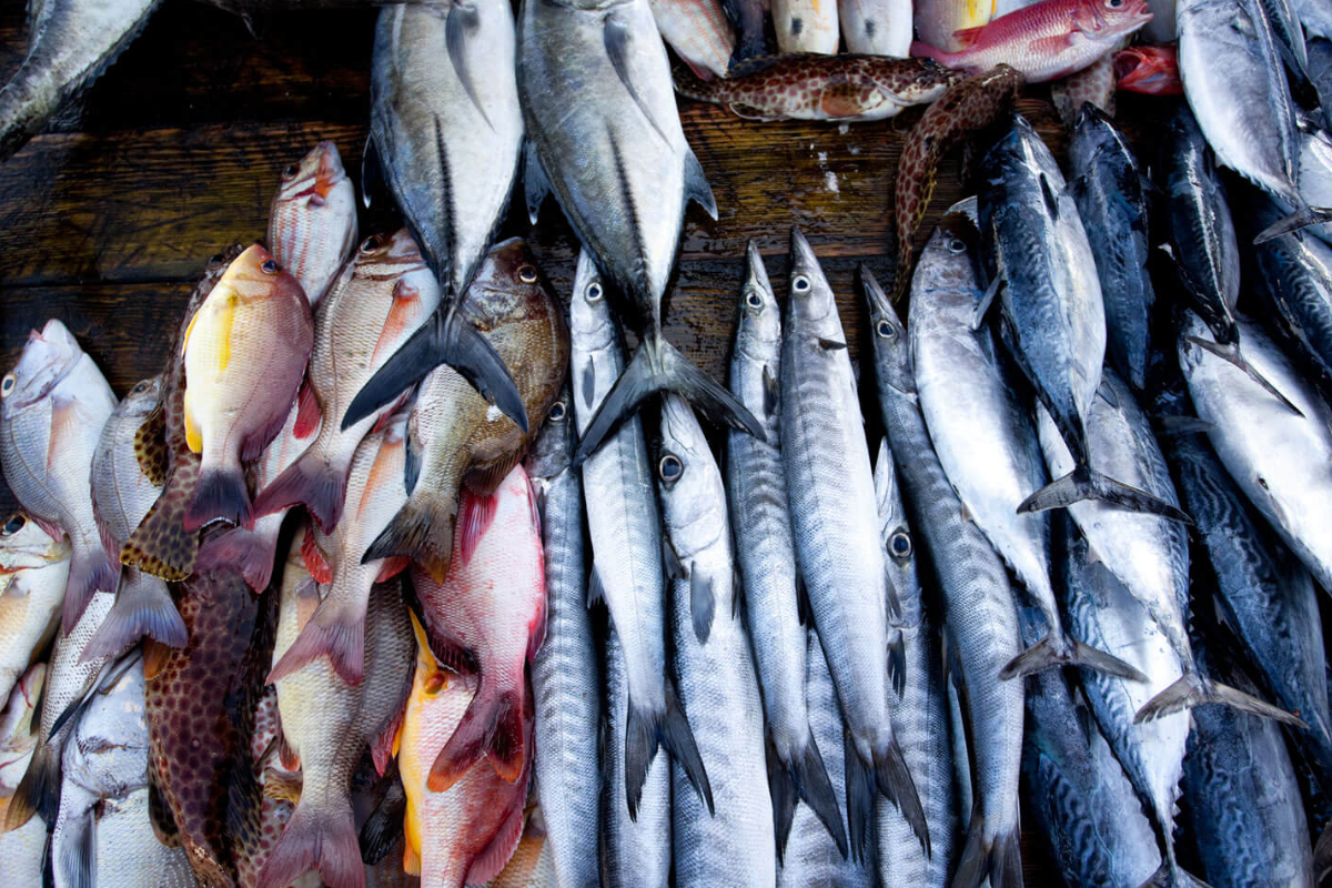 நாட்டில் மீன்களின் விலை திடீர் அதிகரிப்பு | Sudden Rise In Fish Prices In The Srilanka