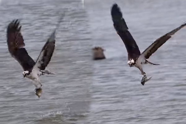 Viral Video: கழுகின் அசத்தலான மீன் வேட்டை... புல்லரிக்க வைக்கும் காட்சி | Eagle Hunt Fish Viral Video