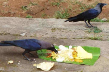 அமாவாசை படையலை காகம் சாப்பிட வில்லை என்றால் என்ன? ஜாக்கிரதை.... முழுசா படிங்க!