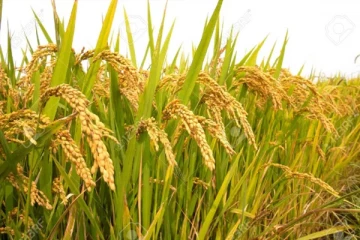 நெல் விற்பனையில் மோசடி! - சி.ஐ.டி. விசாரணை ஆரம்பம்