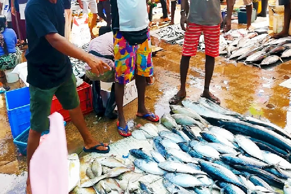 சந்தையில் மீன்களின் விலை திடீர் உயர்வு!! | Fish Market Sri Lanka Price Increase In Sri Lanka