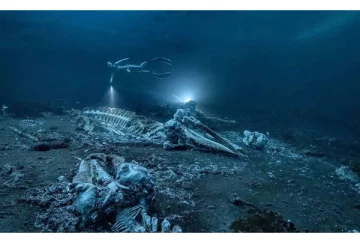 கடலில் புதைந்துள்ள திமிங்கலத்தை அற்புதமாக படம்பிடித்த கலைஞர் - வைரல் புகைப்படம்!