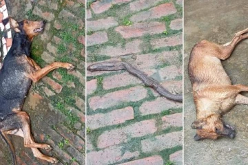 வீட்டுக்குள் நுழைய முயன்ற கொடிய விஷப்பாம்பை இரண்டு மணி நேரம் போராடி துண்டாக்கி கொன்றுவிட்டு உயிரை விட்ட 2 நாய்கள்!