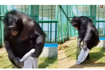 டவுசர் மாட்டிய குரங்கு - வைரலாகும் க்யூட் வீடியோ