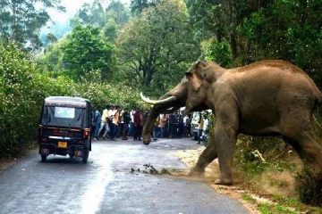 சுற்றுலா பயணிகள் சென்ற வாகனம் மீது காட்டு யானைத் தாக்குதல்