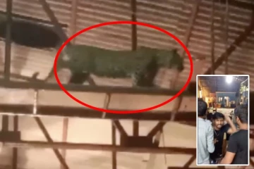 சினிமா செட்டுக்குள் குட்டியுடன் நுழைந்த சிறுத்தை: அலறியடித்து ஓடிய படக்குழுவினர்: வீடியோ