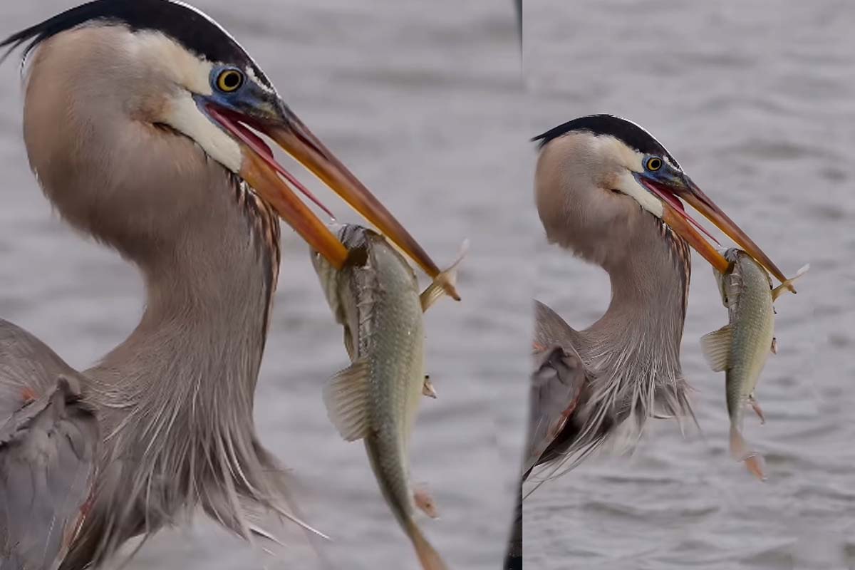 Viral Video: நாரையின் அசத்தலான மீன் வேட்டை... பிரமிக்க வைக்கும் அழகு காட்சி | Blue Heron Hunting One Big Fish