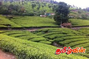 பரிதாபத்திற்கு உள்ளாகியுள்ள மாதெனிய தோட்ட மக்கள்