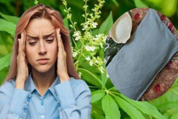 தலைவலியைத் தீர்க்கும் நொச்சி இலை தலையணை