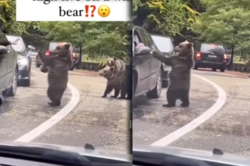 காரில் இருந்த பெண்ணிற்கு கரடி கொடுத்த சர்ப்ரைஸ்! வைரல் காட்சி