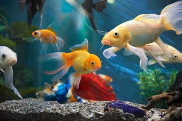 வீட்டில் மீன் வளர்க்குறிங்களா?