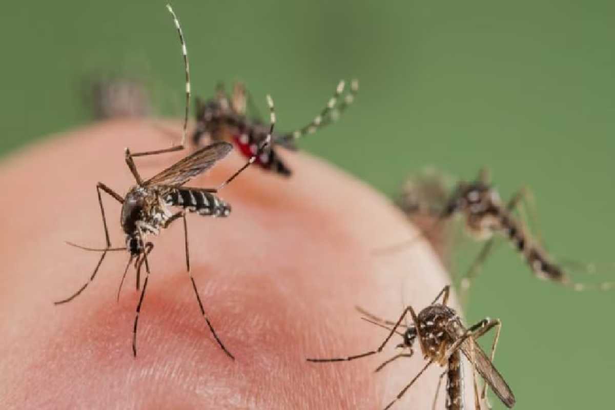 ஆபத்தான மட்டத்தில் டெங்கு : அமைச்சர் நலிந்த அபாய அறிவிப்பு | Dengue Minister Declares Danger Level Low ஆபத்தான மட்டத்தில் டெங்கு : அமைச்சர் நலிந்த அபாய அறிவிப்பு | Dengue Minister Declares Danger Level Low