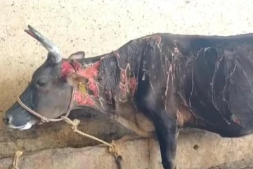 பசு மாட்டின் மீது கொதிக்கும் எண்ணெய்யை ஊற்றிய மர்ம நபர்கள்!