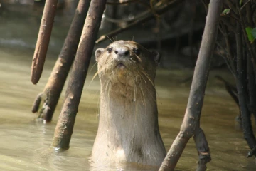 அமெரிக்காவில் நீர்நாய்களுக்கு கொரோனா தொற்று உறுதி!