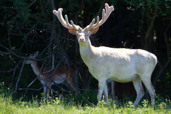 சுவிற்சர்லாந்தில் அபூர்வமான மானிற்கு நேர்ந்த சோகம்! | The Tragedy That Happened Rare Deer Switzerland