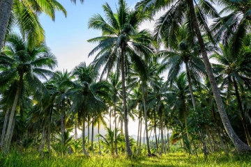 தென்னை பயிர்ச்செய்கைக்கும் காப்புறுதித் திட்டம் அறிமுகம்
