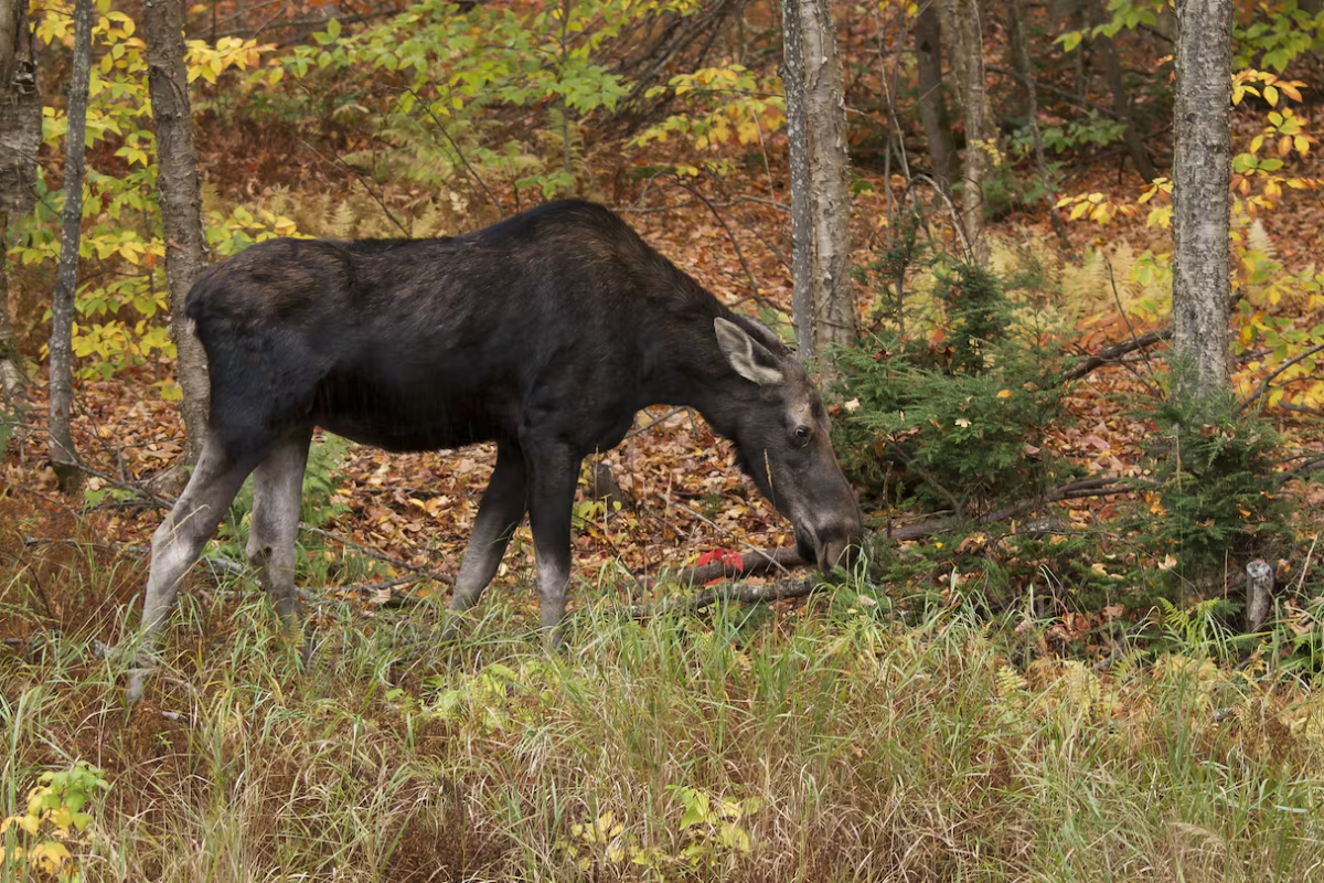 சட்டவிரோத மான் வேட்டையில் ஈடுபட்ட அமெரிக்கருக்கு தண்டனை | Us Man Fined Nearly 29K Gets 10 Year Ontario