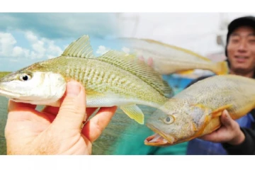 ரூ.7.80 லட்சத்திற்கு விற்கப்பட்ட அரியவகை மீன்! அப்படி என்ன இந்த மீனில் ஸ்பெஷல் இருக்கு?