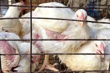 கோழிக்கால்களை சாப்பிடச் சொன்ன அரசு., கோபமடைந்த குடிமக்கள்