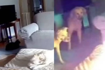 வளர்ப்பு நாயின் குறும்பு செயலால் ஏற்பட்ட விபரீதம்... வைரல் காணொளி!