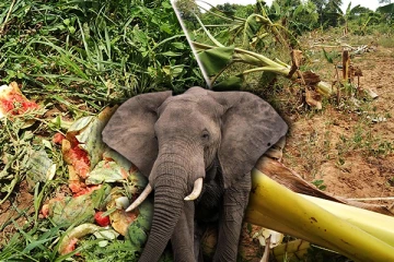 முல்லைத்தீவில் யானைகள் நடமாட்டம் : பாதிப்புக்குள்ளாகும் விளைச்சல்கள்