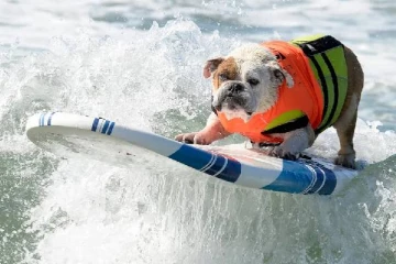 பிரேசிலில் இடம்பெற்ற நாய்களுக்கான சர்பிங் போட்டி