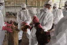 10 லட்சம் உயிர்களை கொல்லும் பிரபல நாடு! ஏதற்காக? வெளியான காரணம்