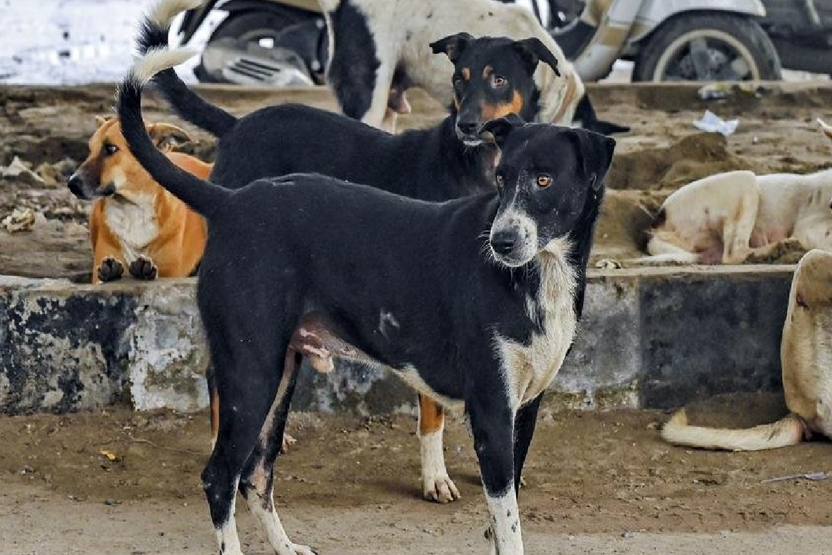 இலங்கையில் ஈவிரக்கமற்ற செயல் ; 10 நாய்கள் விஷம் கொடுத்து கொலை | 10 Dogs Poisoned To Death Kalawewa