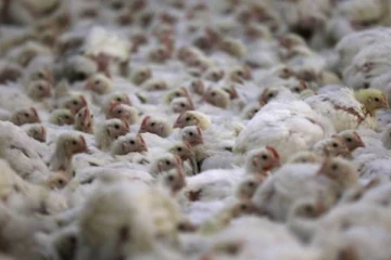 வெளிநாடொன்றில் தீவிரமாக பரவி வரும் கொடிய காய்ச்சல்!