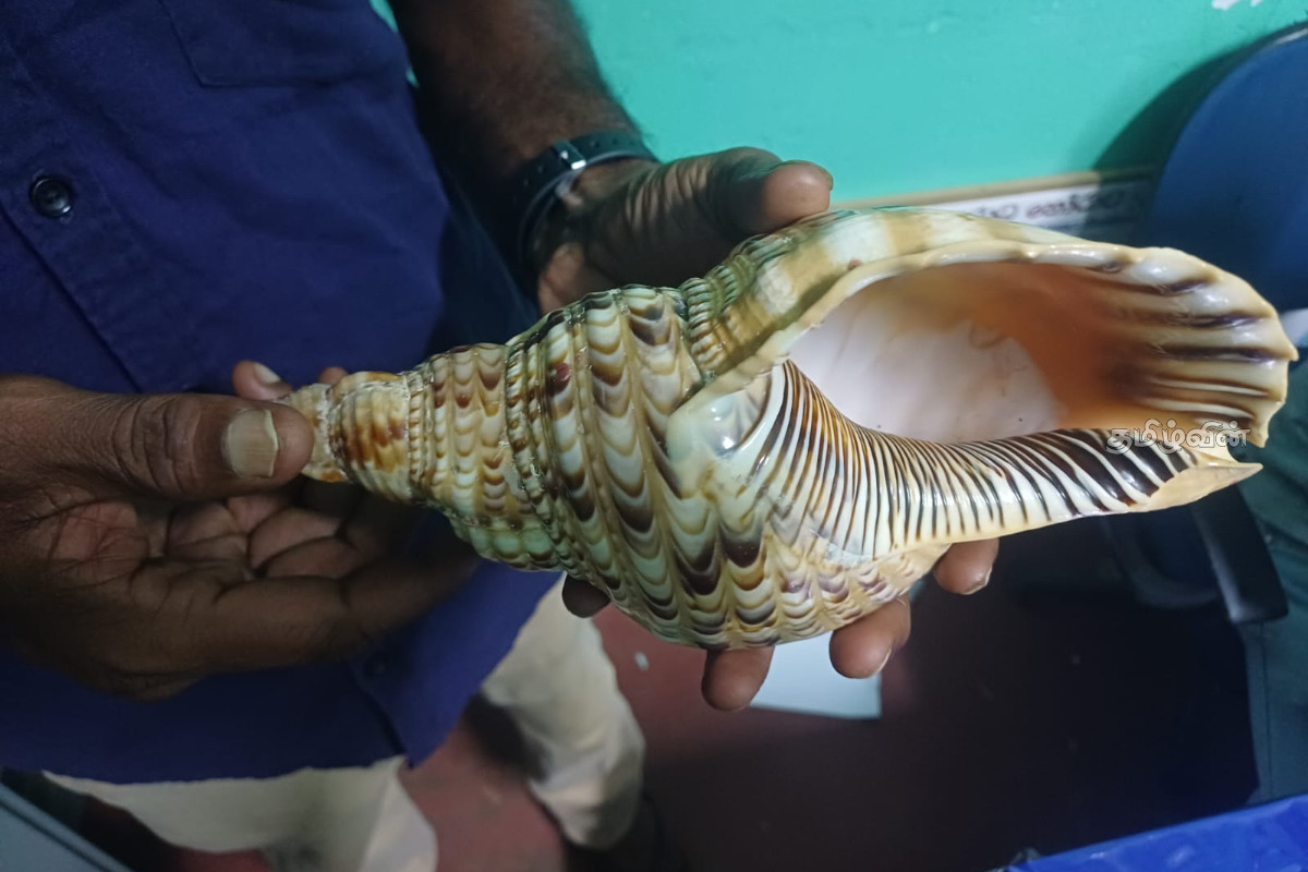 கிண்ணியாவில் வலம்புரிச் சங்குடன் குடும்பஸ்தர் கைது | Family Man Arrested With A Sinistral Kinniya கிண்ணியாவில் வலம்புரிச் சங்குடன் குடும்பஸ்தர் கைது | Family Man Arrested With A Sinistral Kinniya