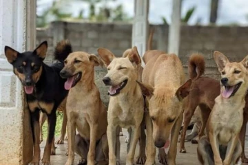 සුනඛයන් ලියාපදිංචි කිරීමේ නව පනත් කෙටුම්පතට ආංශික අධීක්ෂණ කාරක සභාවේ අනුමැතිය