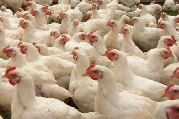 இலங்கையின் மீண்டும் இதன் விலை அதிகரிக்கலாம்! | Prices Chicken Eggs Sri Lanka May Increase Further