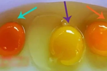 முட்டையின் மஞ்சள் கரு இந்த நிறத்தில் இருந்தால் சாப்பிடாதீங்க! ஆபத்தை ஏற்படுத்துமாம்