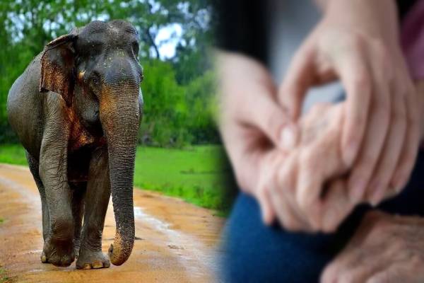 அநுராதபுரத்தில் பூ பறித்துக் கொண்டிருந்த மாமியார் - மருமகளுக்கு நேர்ந்த கதி | Elderly Woman Killed By Wild Elephant