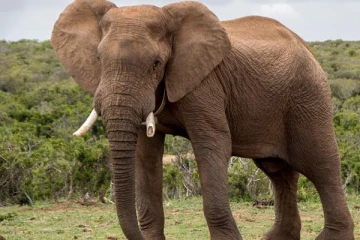 காட்டு யானையின் தாக்குதலால் முதியவர் ஒருவருக்கு நேர்ந்த சோகம்