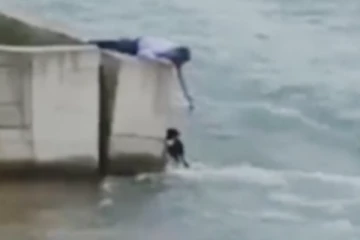 திருமண கொண்டாட்டத்தை உதறி தள்ளி விட்டு நாய் உயிரை காப்பாற்ற ஓடிய மாப்பிள்ளை....!